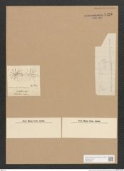 Synedra sp. (de-Toni-Nr.: Genus 66) Zeichnungen Sammlung Grunow Nr. 5423 (NHMW-BOT-W0373519)